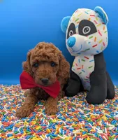 Belson ❤️, a male Poodle - Miniature  for sale in Meta, MO – Photo 7 of 10