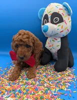 Belson ❤️, a male Poodle - Miniature  for sale in Meta, MO – Photo 6 of 10