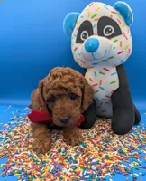 Belson ❤️, a male Poodle - Miniature  for sale in Meta, MO – Photo 8 of 10