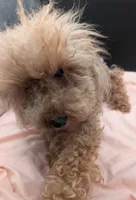 Scarlet Retired AKC Registered , a female Poodle - Miniature  for sale in Meta, MO – 6 of 10