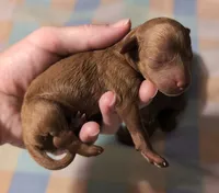 Bo Peep 🩷, a female Poodle - Miniature  for sale in Meta, MO – 4 of 7
