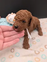 Buzz 🤍, a male Poodle - Miniature  for sale in Meta, MO – 9 of 10