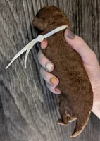 Spike 🤍, a male Poodle - Miniature  for sale in Meta, MO – 5 of 10