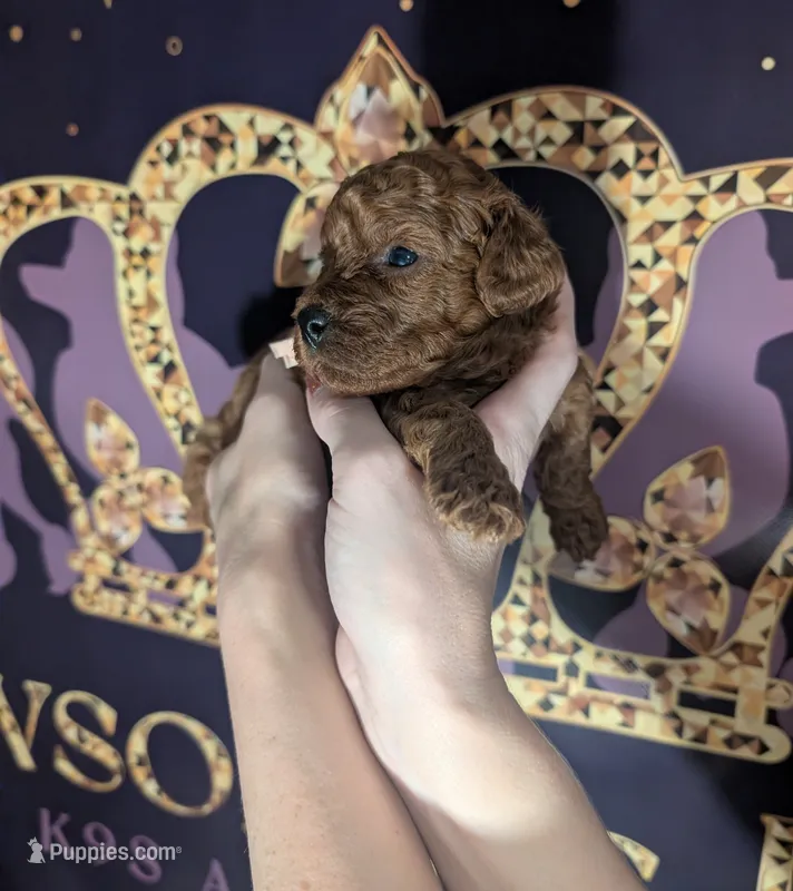 Nala 🩷 – Poodle - Miniature  puppy for sale in Meta, MO