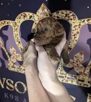 Nala 🩷, a female Poodle - Miniature  for sale in Meta, MO – 1 of 10