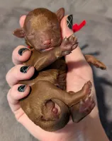Cinnamon 💜, a female Poodle - Toy  for sale in Meta, MO – 4 of 10