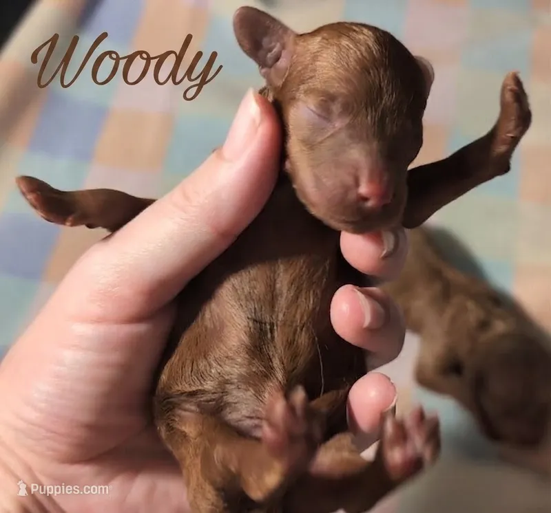 Woody 🤎 – Poodle - Miniature  puppy for sale in Meta, MO