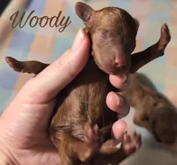 Woody 🤎, a male Poodle - Miniature  for sale in Meta, MO – 1 of 9