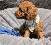 Caleb 🩵, a male Poodle - Miniature  for sale in Meta, MO – 3 of 10
