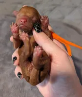 Pumpkin 🧡, a female Poodle - Toy  for sale in Meta, MO – 3 of 10