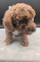 Snoopy 🖤, a male Poodle - Toy  for sale in Meta, MO – 3 of 10