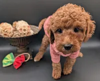 Watermelon 🍉, a female Poodle - Toy  for sale in Meta, MO – 2 of 10