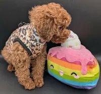 Britney Spears 💜, a female Poodle - Miniature  for sale in Meta, MO – Photo 2 of 10