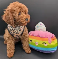 Britney Spears 💜, a female Poodle - Miniature  for sale in Meta, MO – Photo 6 of 10