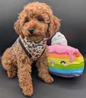 Britney Spears 💜, a female Poodle - Miniature  for sale in Meta, MO – Photo 10 of 10