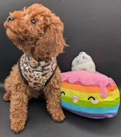 Britney Spears 💜, a female Poodle - Miniature  for sale in Meta, MO – Photo 7 of 10