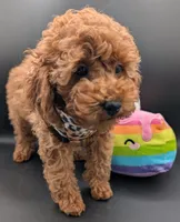 Britney Spears 💜, a female Poodle - Miniature  for sale in Meta, MO – Photo 4 of 10