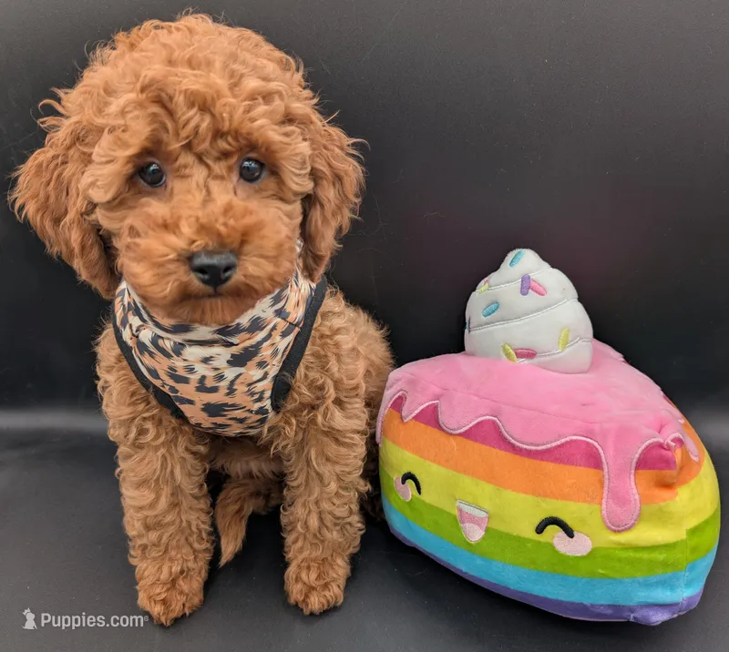 Britney Spears 💜 – Poodle - Miniature  puppy for sale in Meta, MO