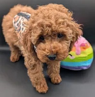 Britney Spears 💜, a female Poodle - Miniature  for sale in Meta, MO – Photo 3 of 10