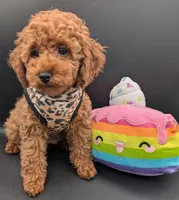 Britney Spears 💜, a female Poodle - Miniature  for sale in Meta, MO – Photo 9 of 10