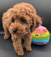 Britney Spears 💜, a female Poodle - Miniature  for sale in Meta, MO – Photo 5 of 10