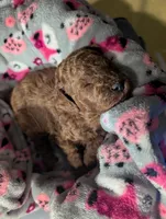 Bo Peep 🩷, a female Poodle - Miniature  for sale in Meta, MO – 7 of 10