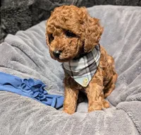 Caleb 🩵, a male Poodle - Miniature  for sale in Meta, MO – 5 of 10