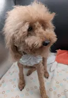 Scarlet Retired AKC Registered , a female Poodle - Miniature  for sale in Meta, MO – 5 of 10