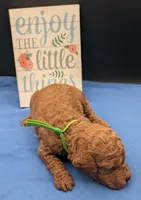Rex 🦖, a male Poodle - Miniature  for sale in Meta, MO – 5 of 10