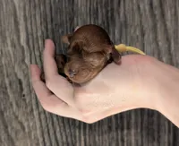 Banana 🍌, a male Poodle - Toy  for sale in Meta, MO – 10 of 10