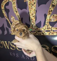 Pebbles 💚, a female Poodle - Toy  for sale in Meta, MO – 3 of 10