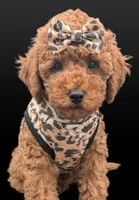 Britney Spears 💜, a female Poodle - Toy  for sale in Meta, MO – Photo 2 of 10