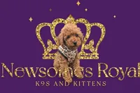 Britney Spears 💜, a female Poodle - Toy  for sale in Meta, MO – Photo 4 of 10