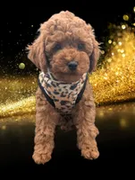 Britney Spears 💜, a female Poodle - Toy  for sale in Meta, MO – Photo 10 of 10