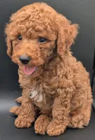 All Spice 🤎, a male Poodle - Toy  for sale in Meta, MO – 6 of 10