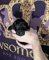 Sarabi 💜, a female Poodle - Miniature  for sale in Meta, MO – 9 of 10