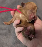 Raspberry 🩷, a female Poodle - Toy  for sale in Meta, MO – 10 of 10