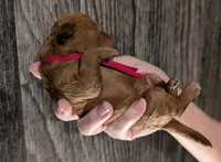 Raspberry 🩷, a female Poodle - Toy  for sale in Meta, MO – 9 of 10