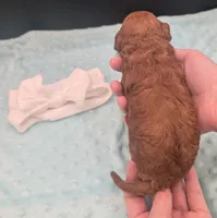 Cal 🤍, a male Poodle - Miniature  for sale in Meta, MO – 10 of 10