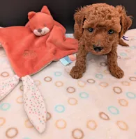 Grape 🍇, a female Poodle - Toy  for sale in Meta, MO – 10 of 10