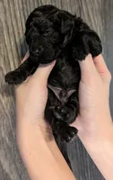 Rafiki 🖤, a male Poodle - Miniature  for sale in Meta, MO – 4 of 10