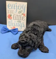 Mufasa 💙, a male Poodle - Miniature  for sale in Meta, MO – 4 of 10