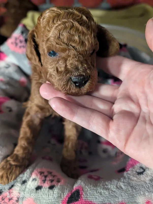 Buzz 🤍 – Poodle - Miniature  puppy for sale in Meta, MO