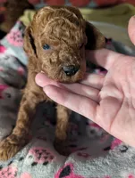 Buzz 🤍, a male Poodle - Miniature  for sale in Meta, MO – 1 of 10