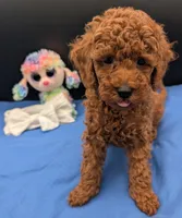 Cal 🤍, a male Poodle - Miniature  for sale in Meta, MO – 3 of 10