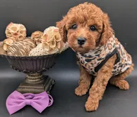 Grape 🍇, a female Poodle - Toy  for sale in Meta, MO – 6 of 10