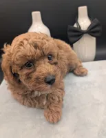 Snoopy 🖤, a male Poodle - Toy  for sale in Meta, MO – 9 of 10