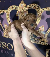 Nala 🩷, a female Poodle - Miniature  for sale in Meta, MO – 7 of 10