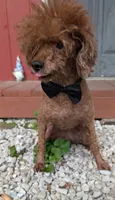 Winston Retired Stud, a male Poodle - Miniature  for sale in Meta, MO – 7 of 10