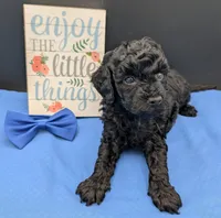 Mufasa 💙, a male Poodle - Miniature  for sale in Meta, MO – 3 of 10
